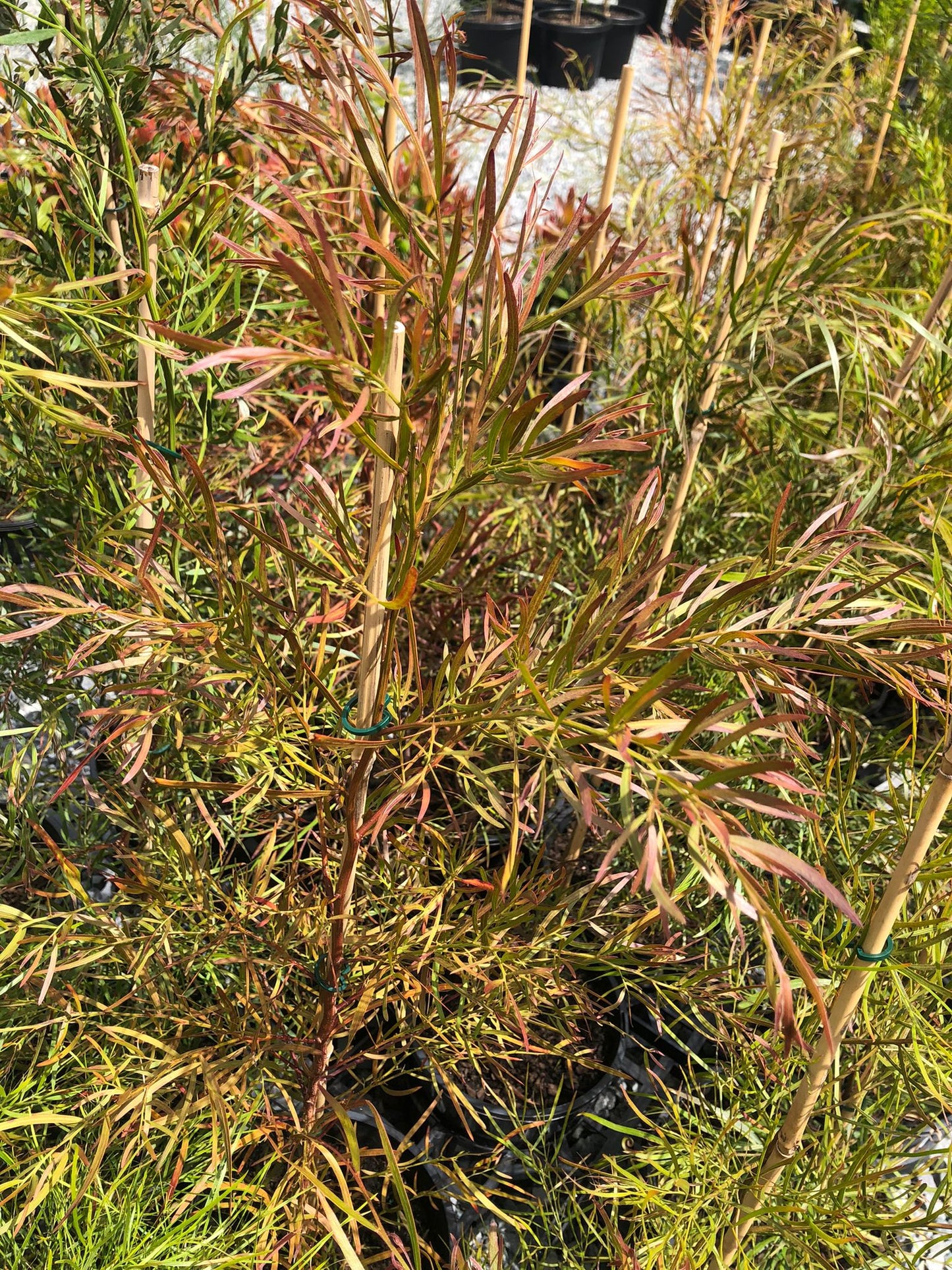 Acacia cognata 'Bower Wattle' 20cm