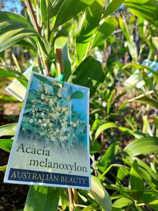 Acacia melanoxylon 'Blackwood' 20cm