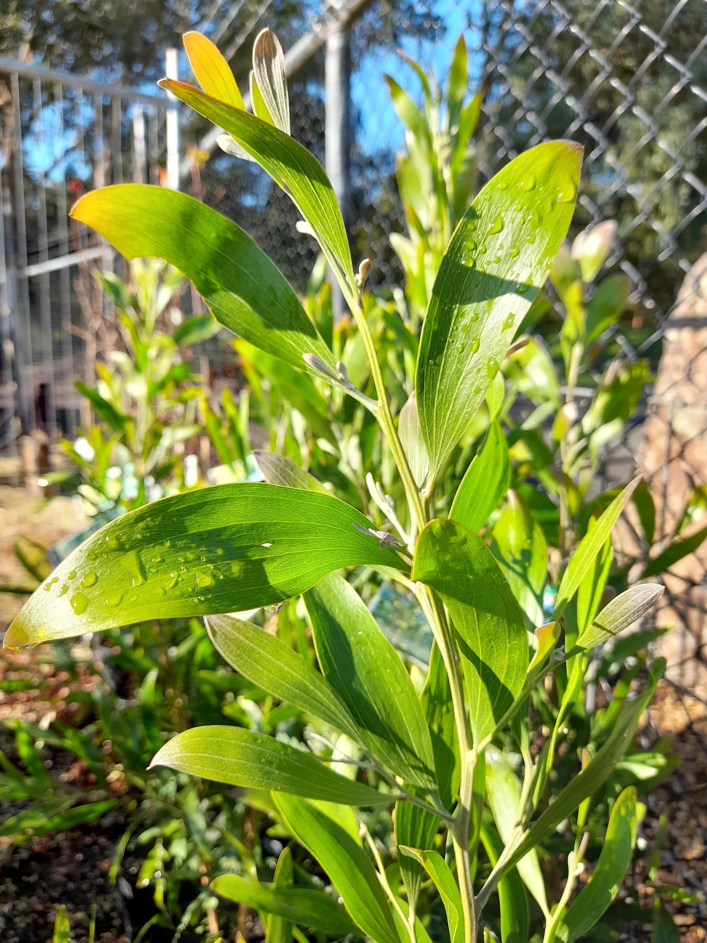 Acacia melanoxylon 'Blackwood' 20cm