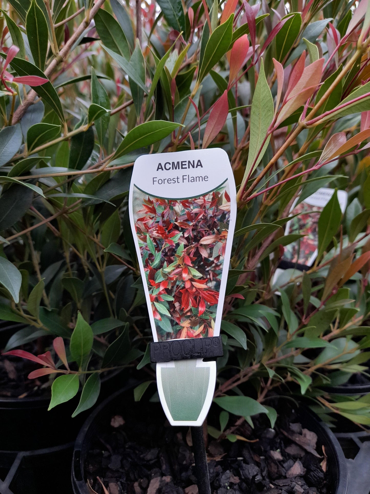 Acmena smithii 'Forest Flame' 20cm