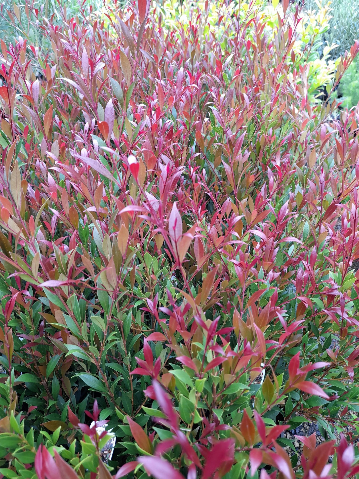 Acmena smithii 'Forest Flame' 20cm