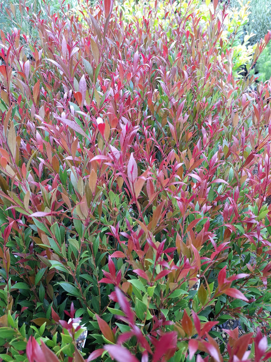 Acmena smithii 'Forest Flame' 20cm