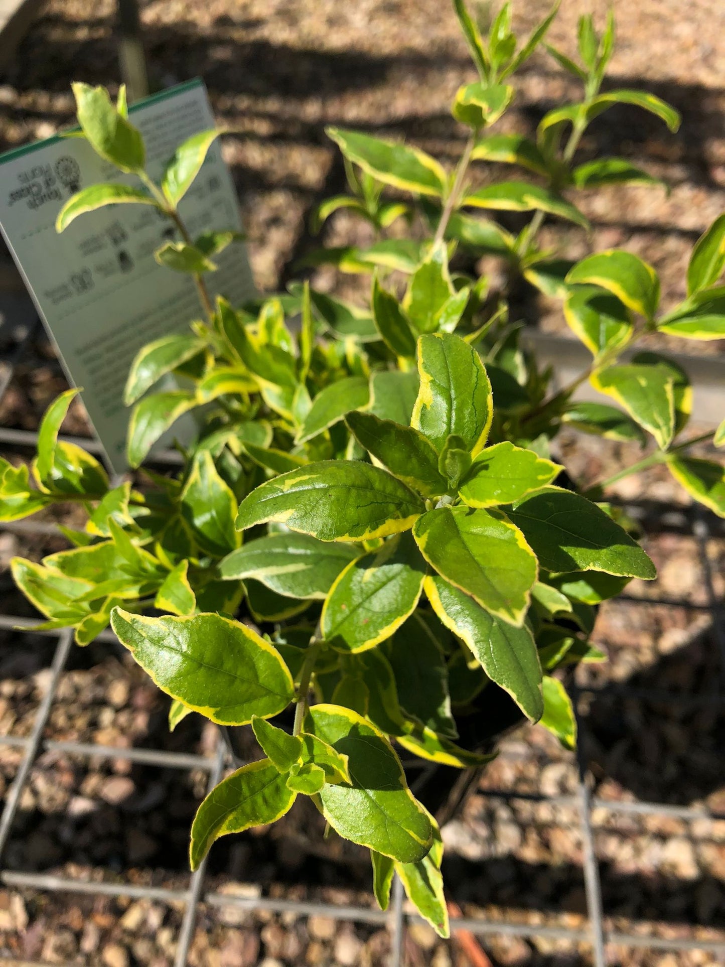 Abelia grandiflora 'Lime Splice' 14cm