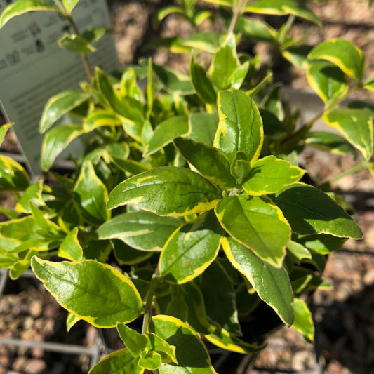 Abelia grandiflora 'Lime Splice' 14cm
