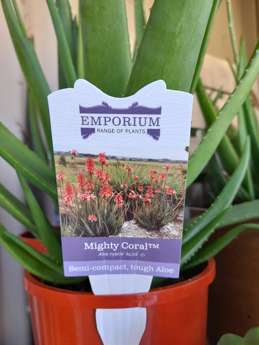 Aloe hybrid 'Mighty Coral' 'AL04' 'PBR' 14cm