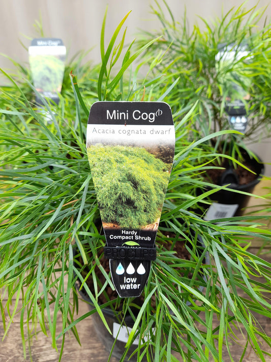 Acacia cognata dwarf 'Mini Cog' PBR 14cm