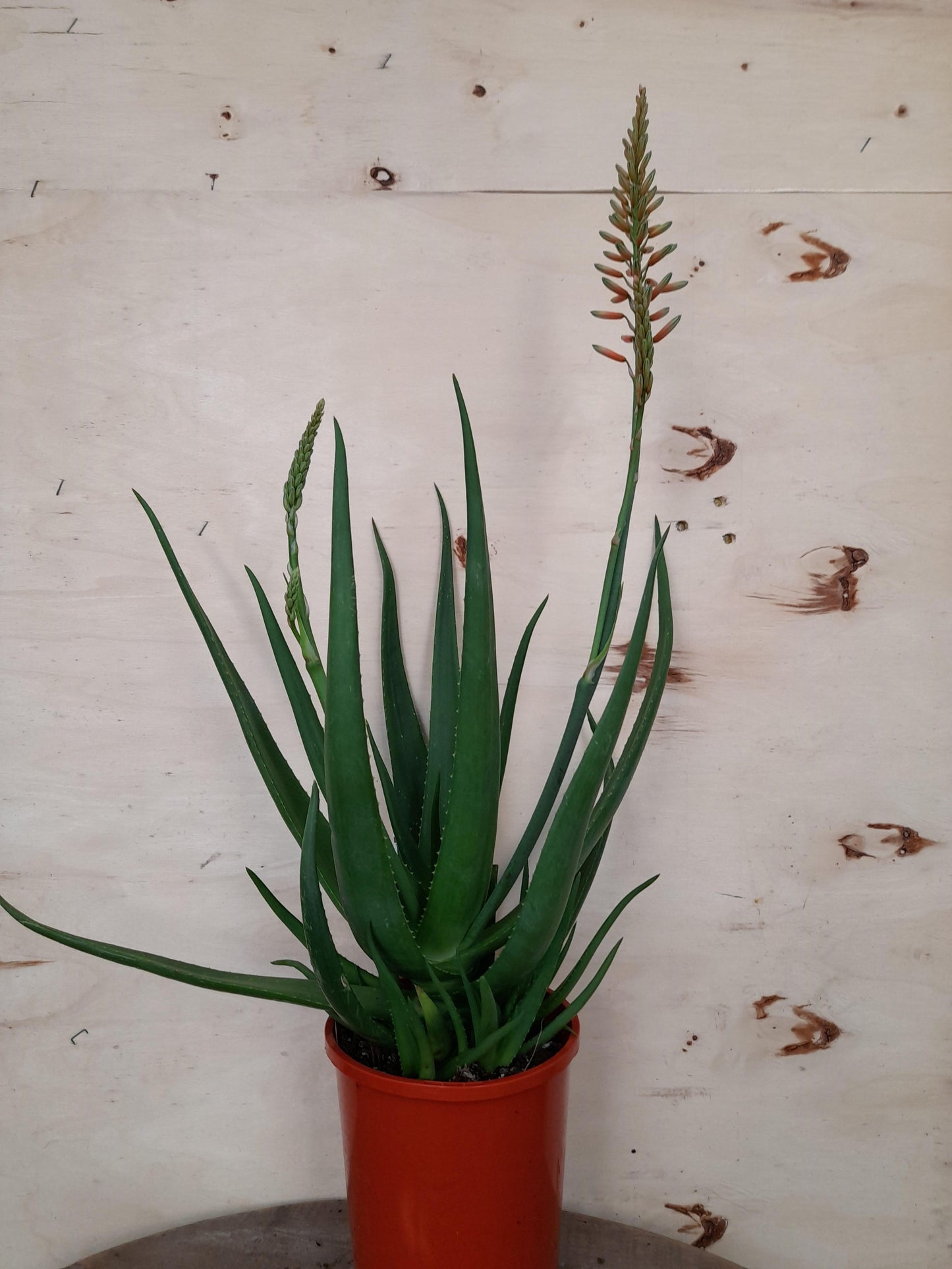Aloe hybrid 'Mighty Coral' 'AL04' 'PBR' 14cm
