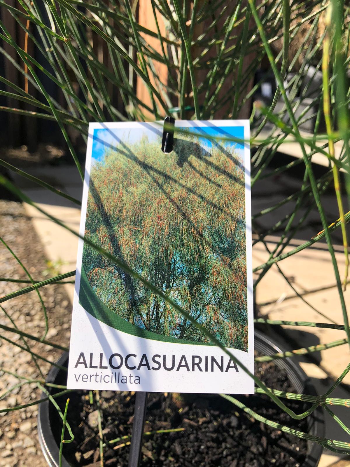 Allocasuarina verticillata 'Drooping She-oak' 14cm