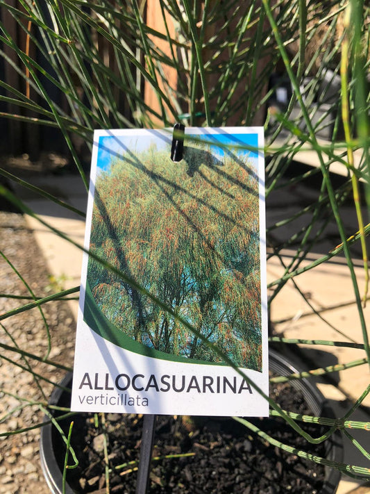 Allocasuarina verticillata 'Drooping She-oak' 14cm