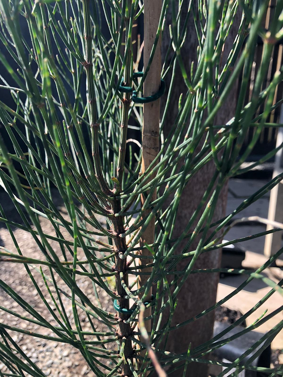 Allocasuarina verticillata 'Drooping She-oak' 14cm