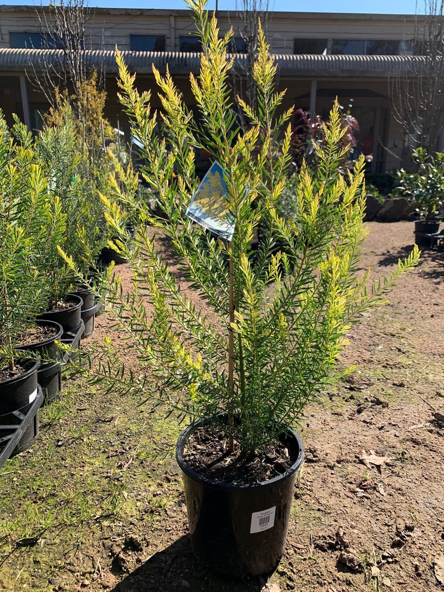 Acacia boormanii 'Snowy river wattle' 20cm