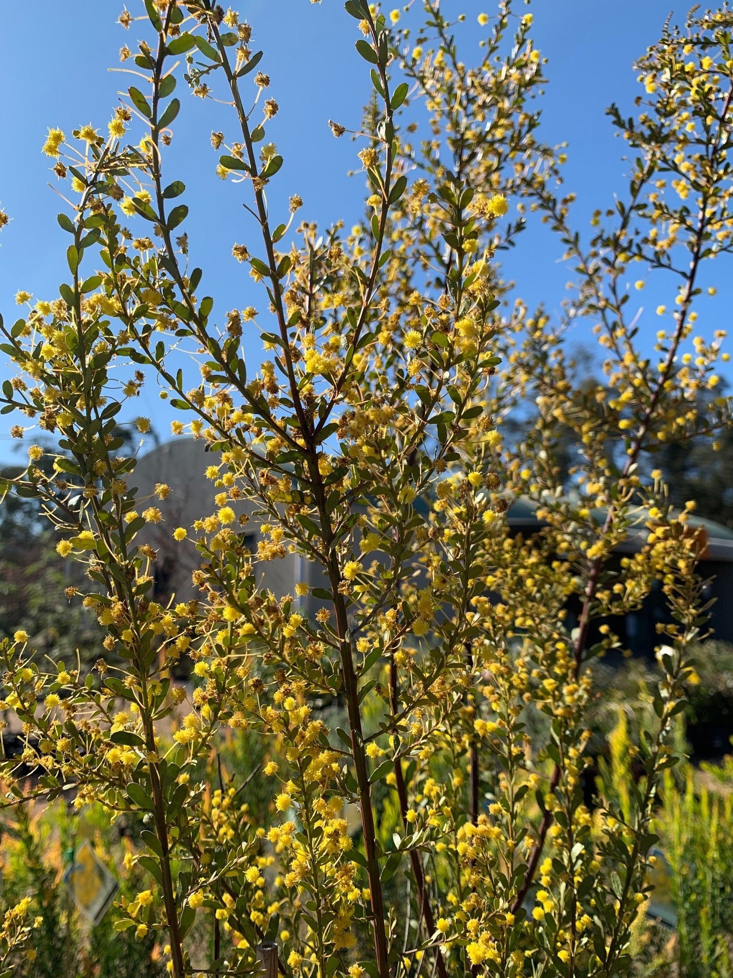 Acacia acinacea 'Gold Dust Wattle' 14cm