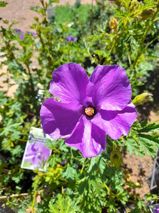 Alyogyne huegelii 'West Coast Gem' (Native Hibiscus) 14cm