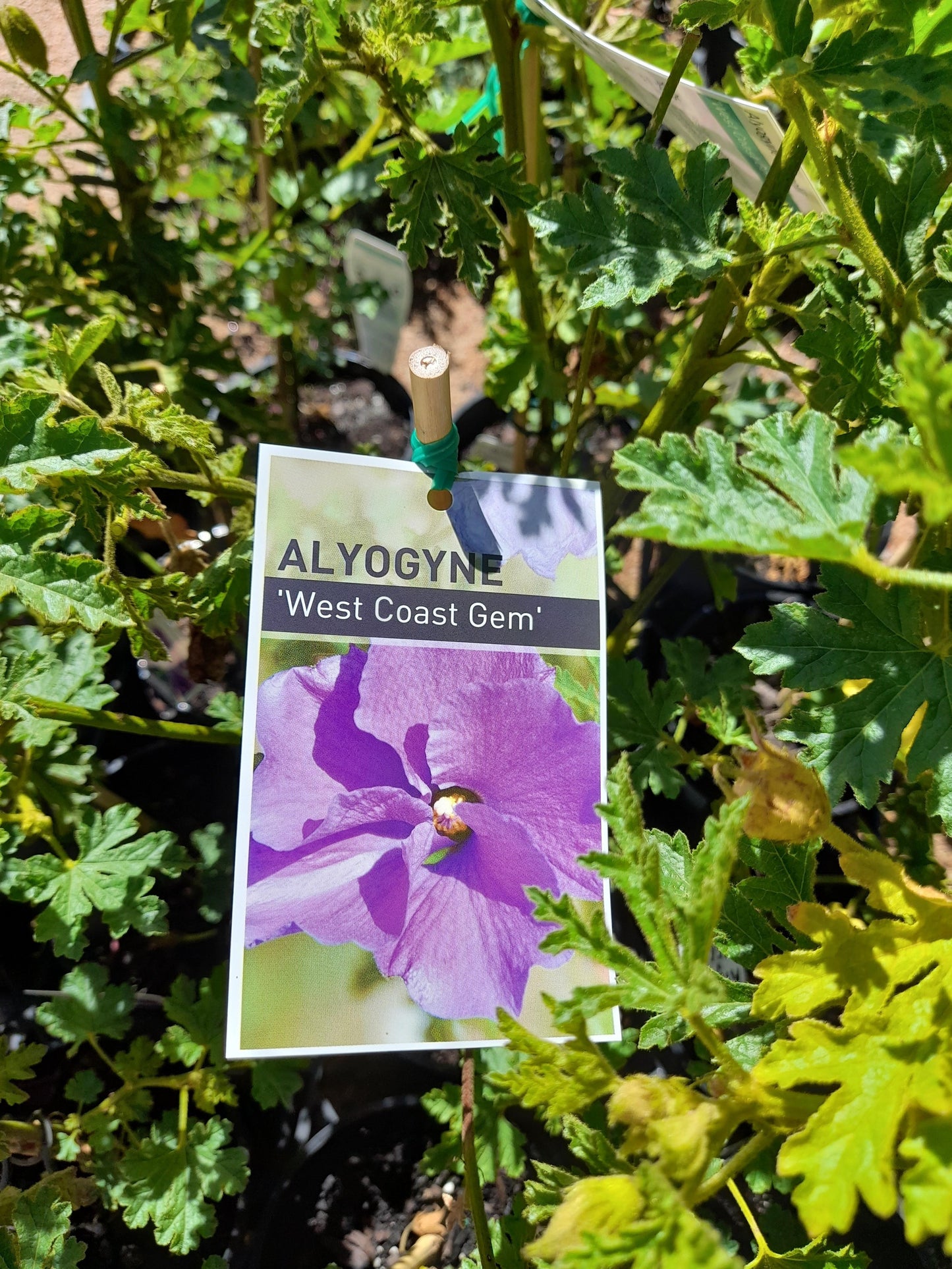 Alyogyne huegelii 'West Coast Gem' (Native Hibiscus) 20cm