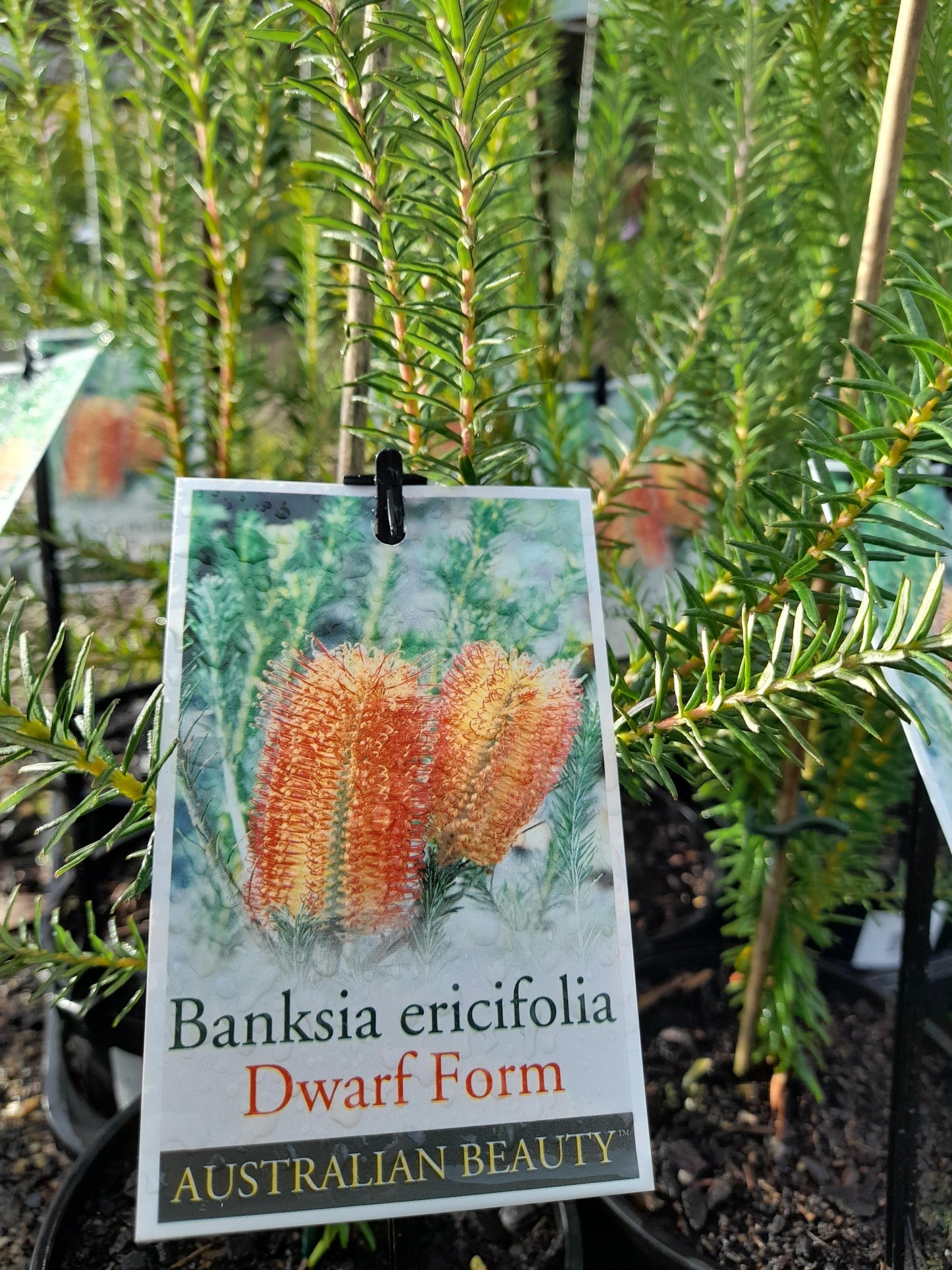 Banksia ericifolia Dwarf Form 14cm