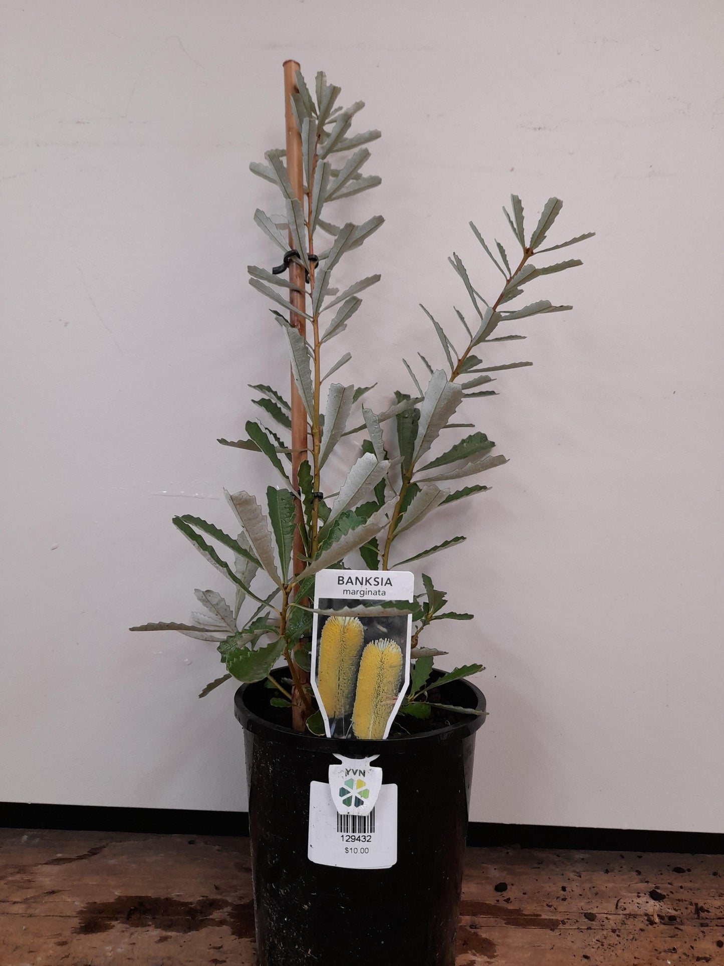 Banksia marginata 14cm