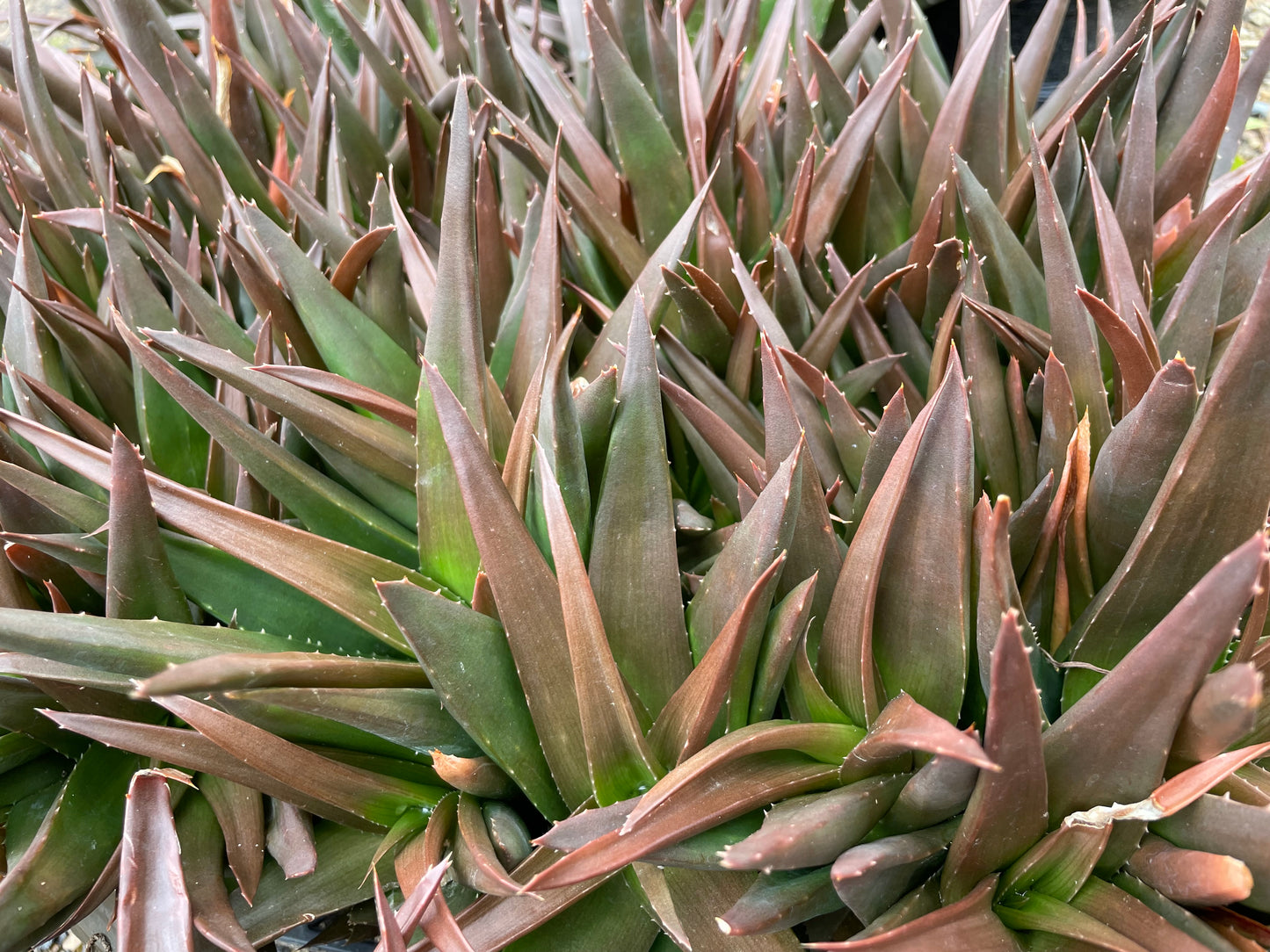 Aloe Black Gem 14cm