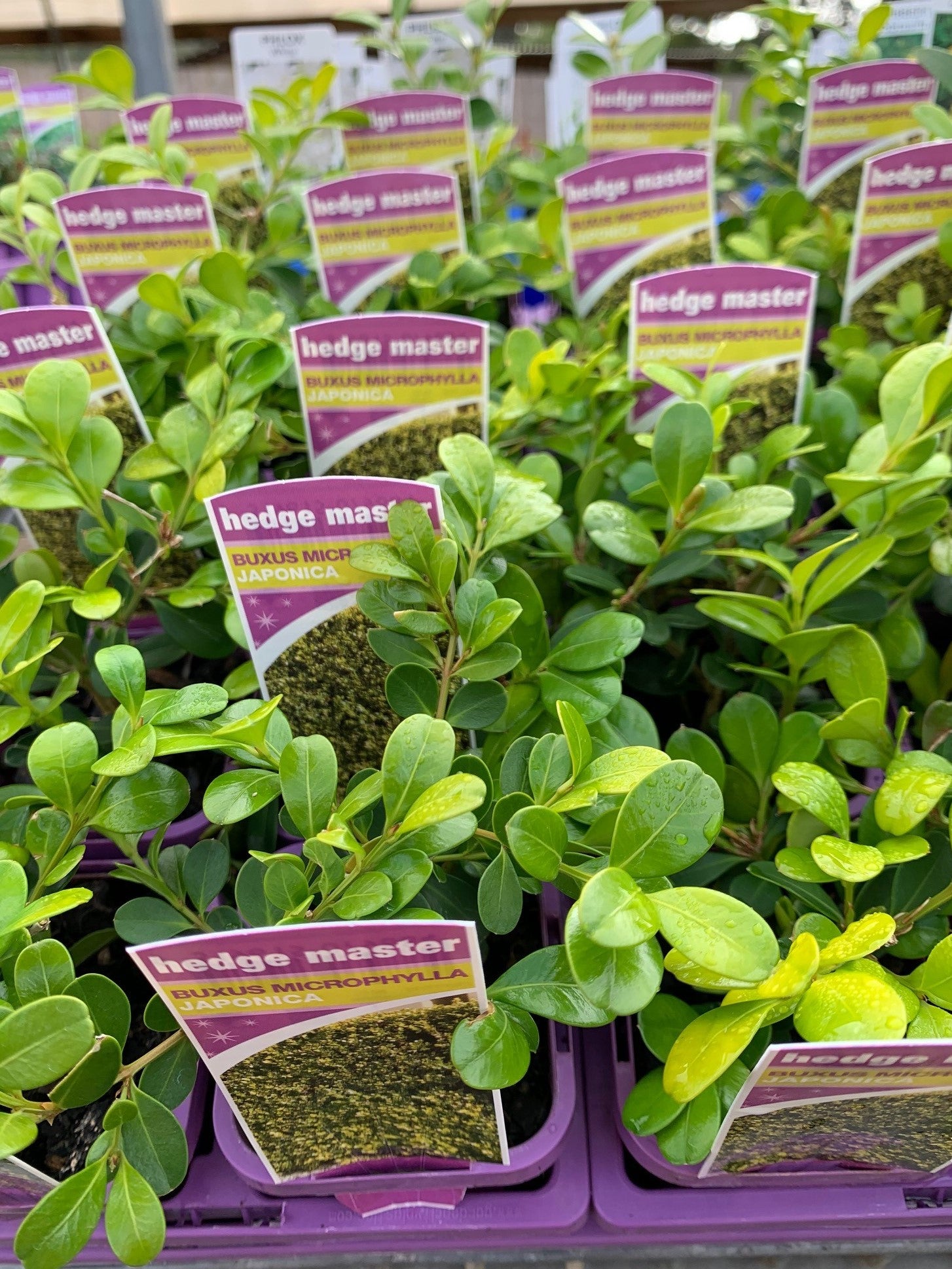 Buxus 'Japanese Box' - Yarra View Garden Centre Mount Evelyn
