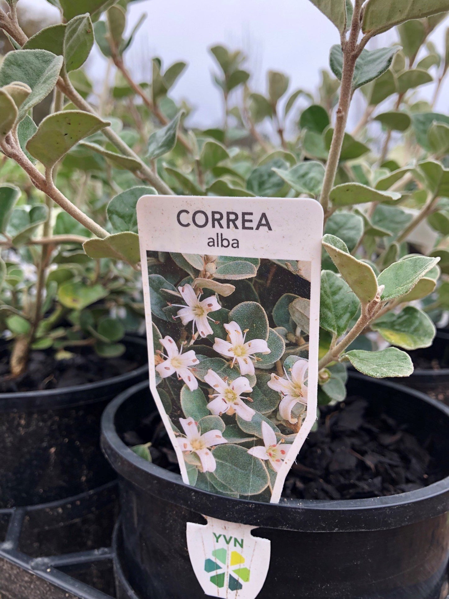 Correa alba 14cm