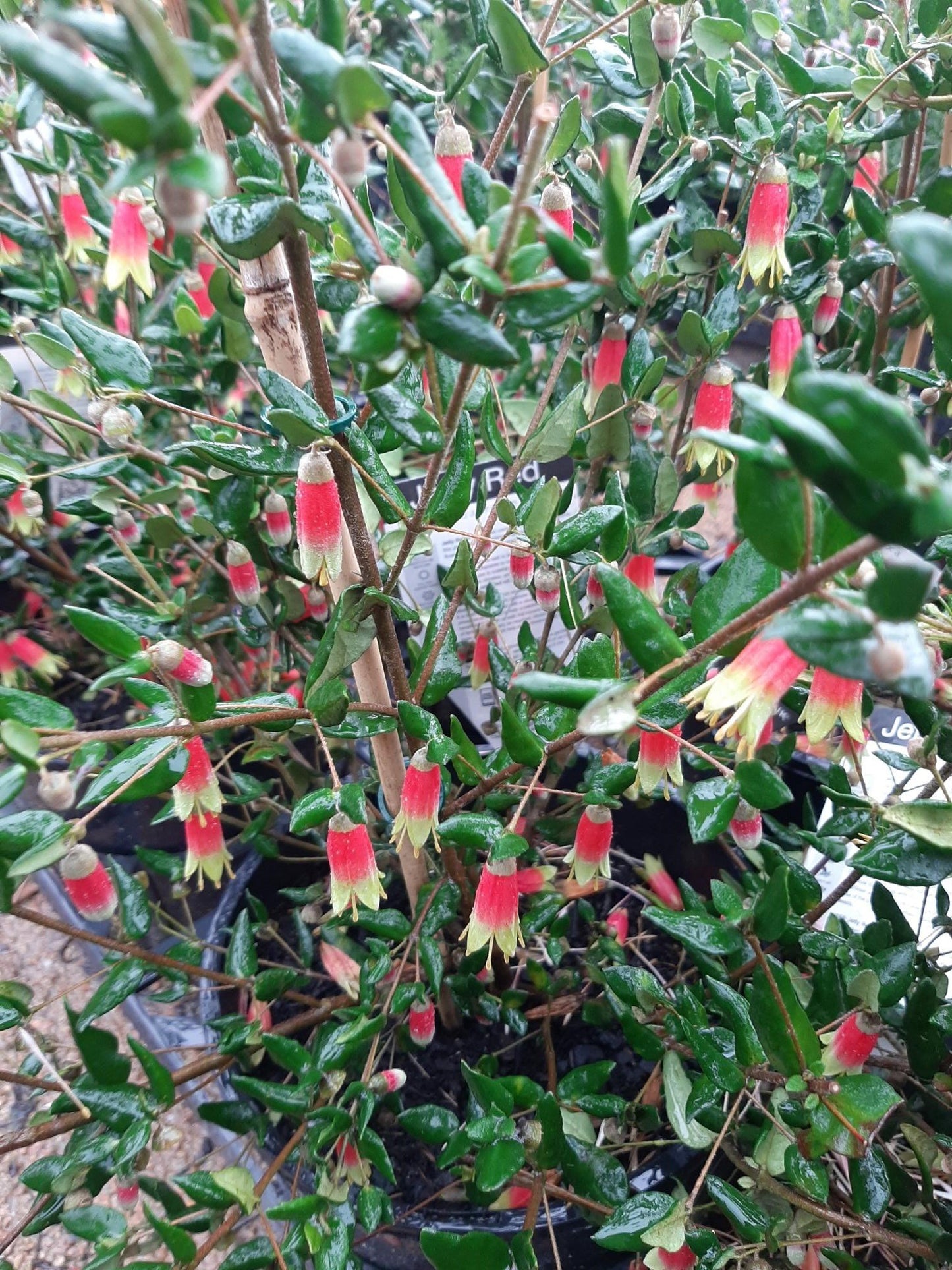 Correa reflexa 'Jetty Red' 14cm