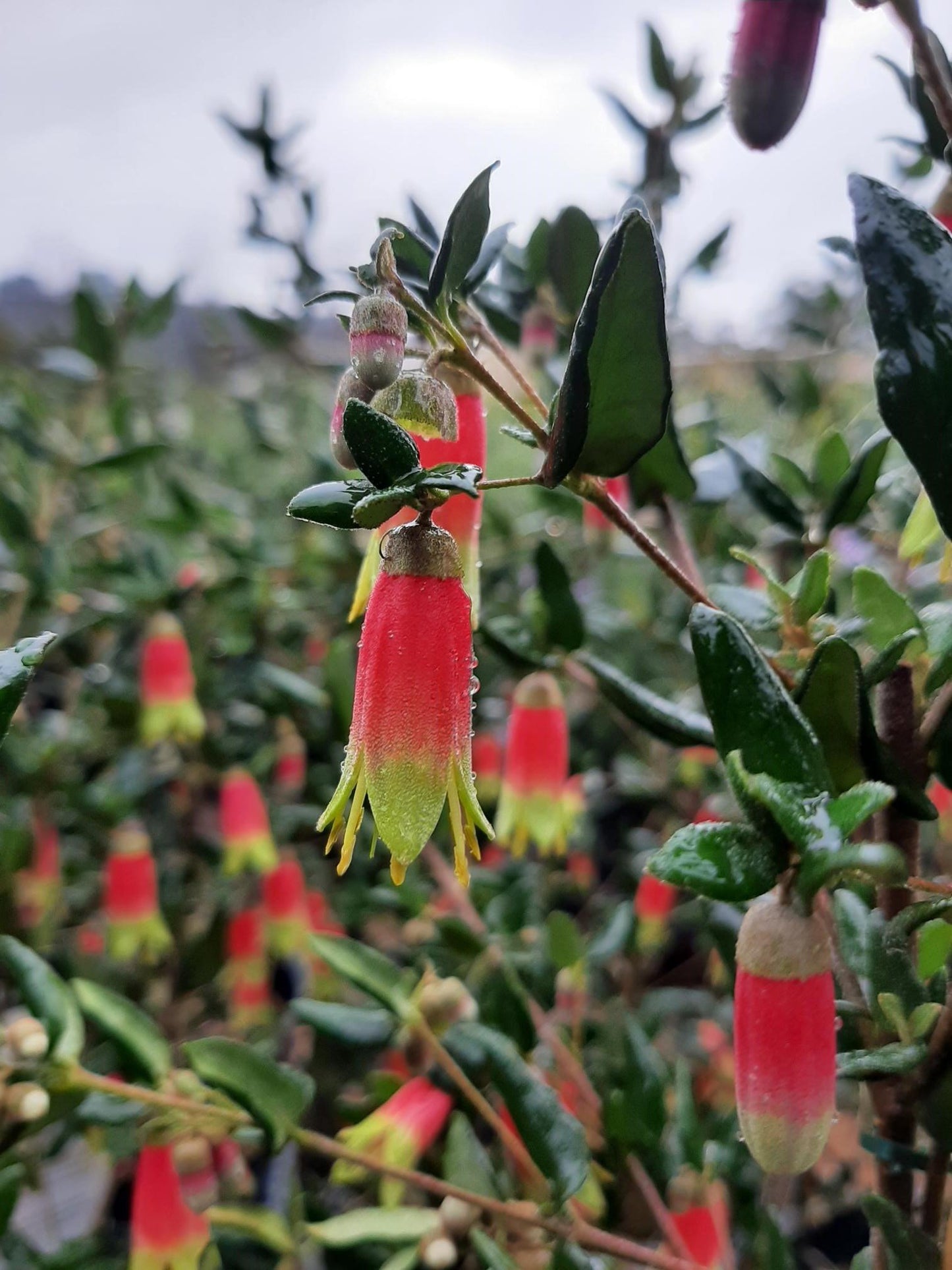 Correa reflexa 'Jetty Red' 14cm