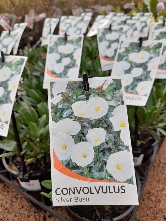 Convolvulus cneorum 'Silver Bush' 14cm