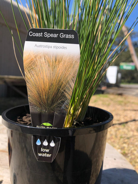 Austrostipa stipodies 'Coastal Spear Grass' 20cm