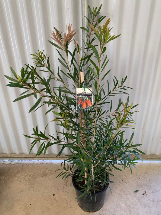 Callistemon 'Kings Park Special' 20cm