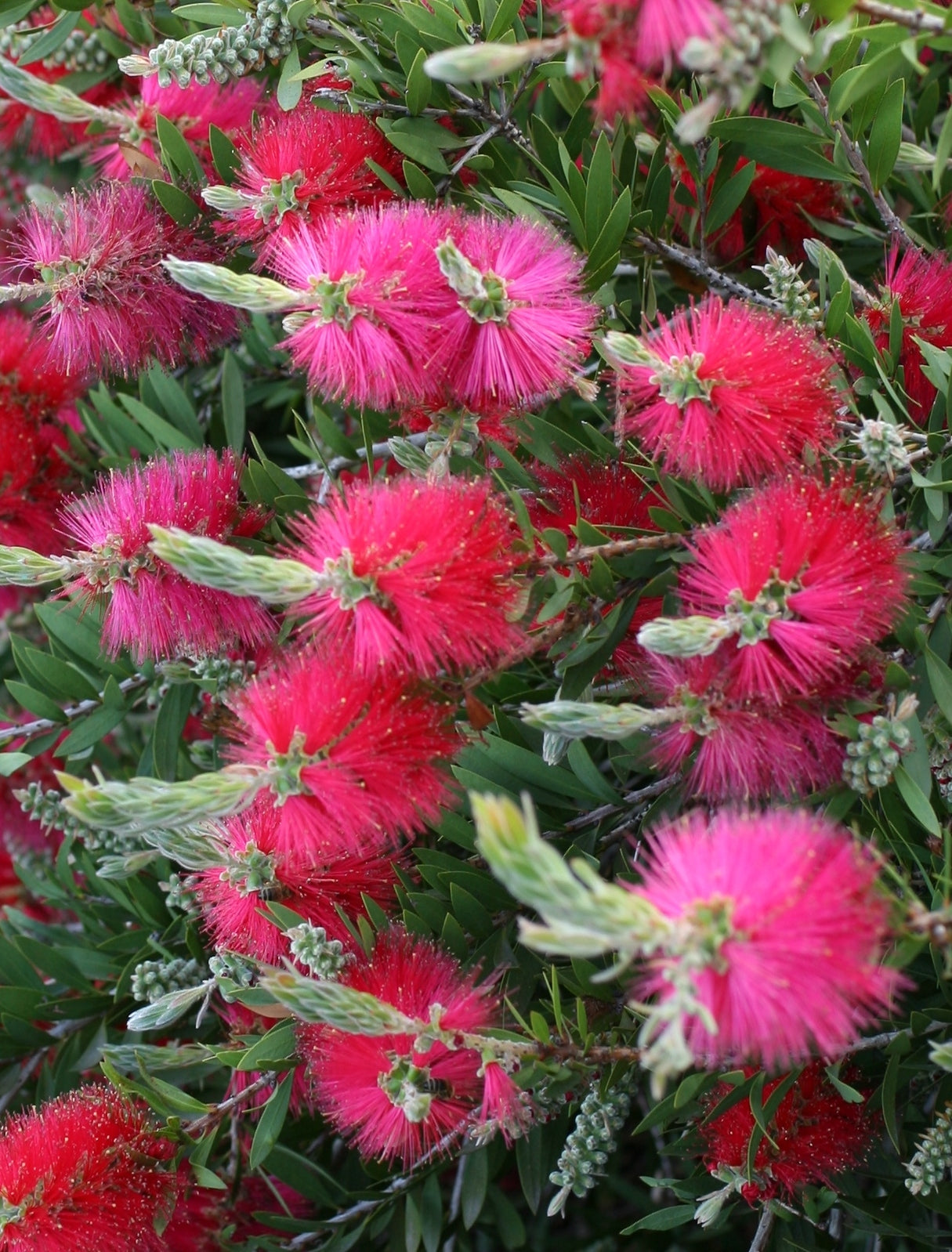 Callistemon 'Pink Neon' 20cm