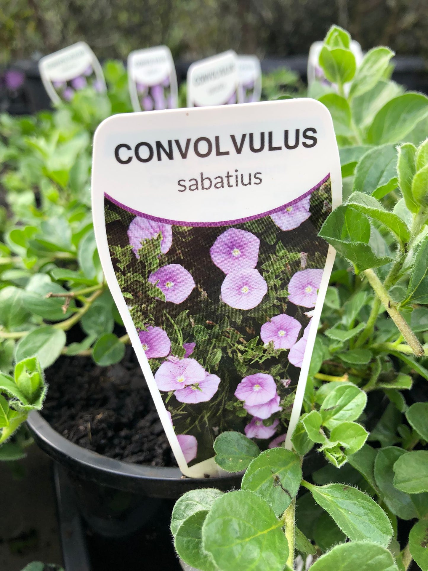 Convolvulus sabatius 14cm
