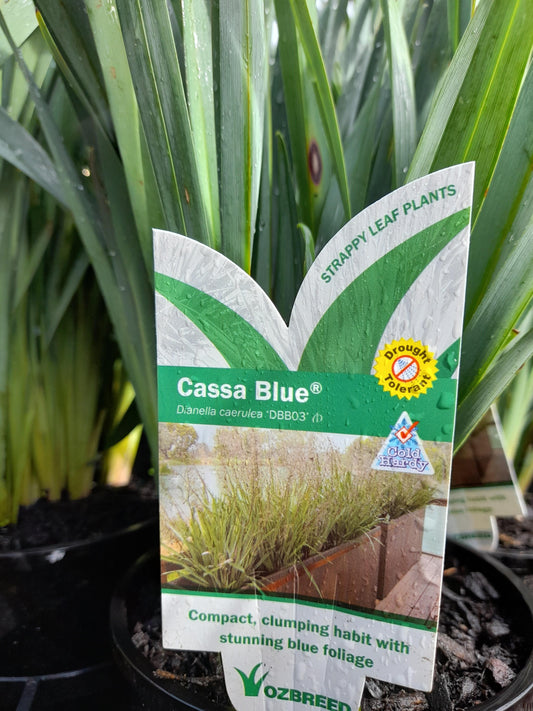 Dianella caerulea 'Cassa Blue' DBB03 'PBR' 14cm