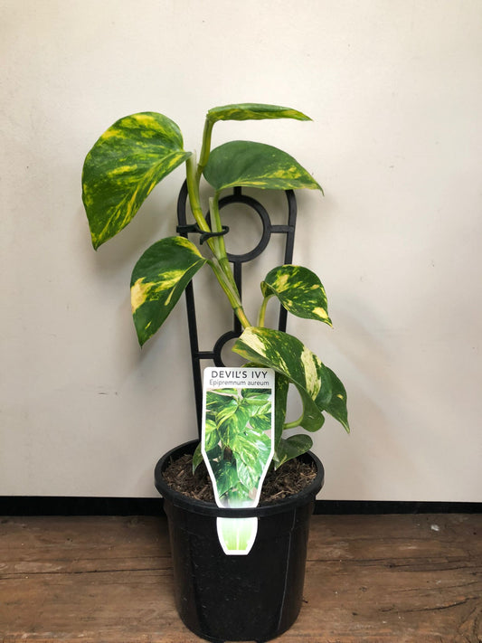 Epipremnum aureum Green Gold Pothos Devils Ivy 12cm