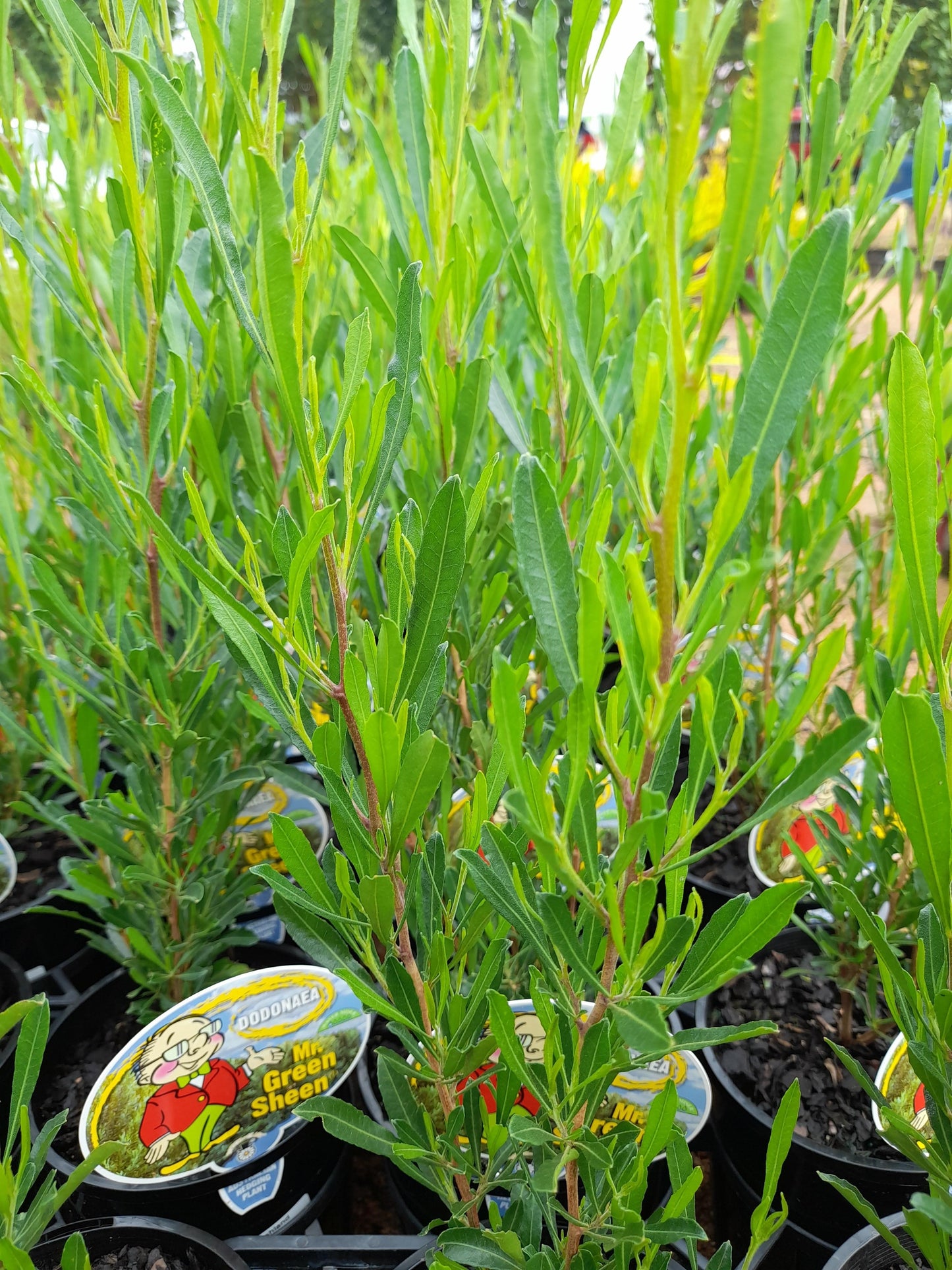 Dodonaea viscosa 'Mr. Green Sheen' 'PBR' 14cm