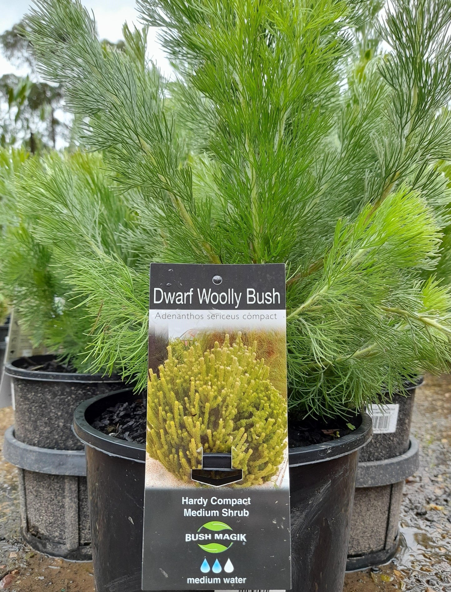 Adenanthos sericeus compact 'Dwarf Woolly Bush' 20cm Clearance