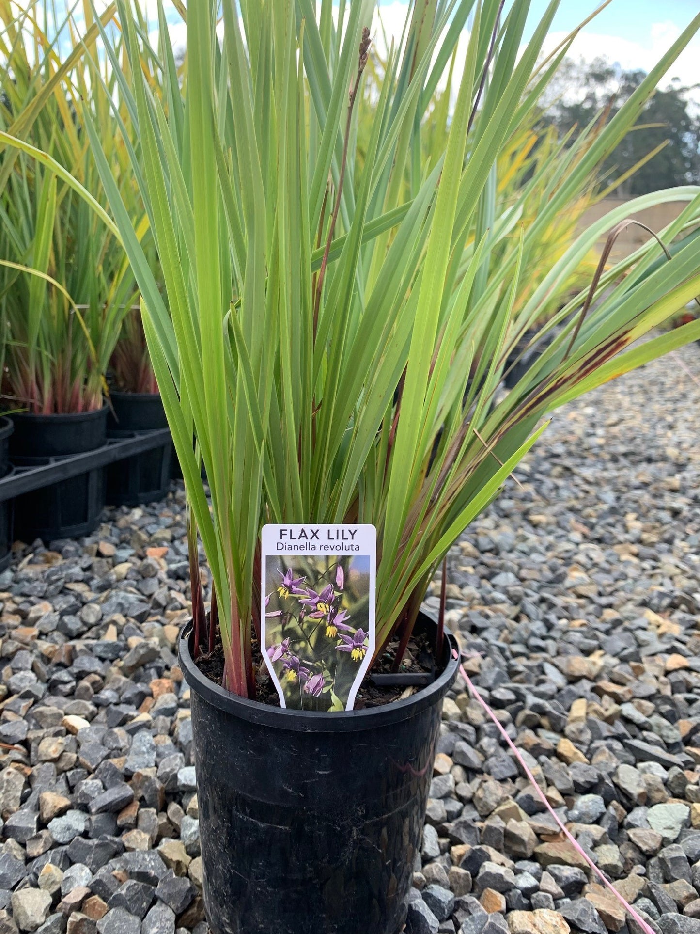 Dianella revoluta 'Spreading Flax Lily' 14cm