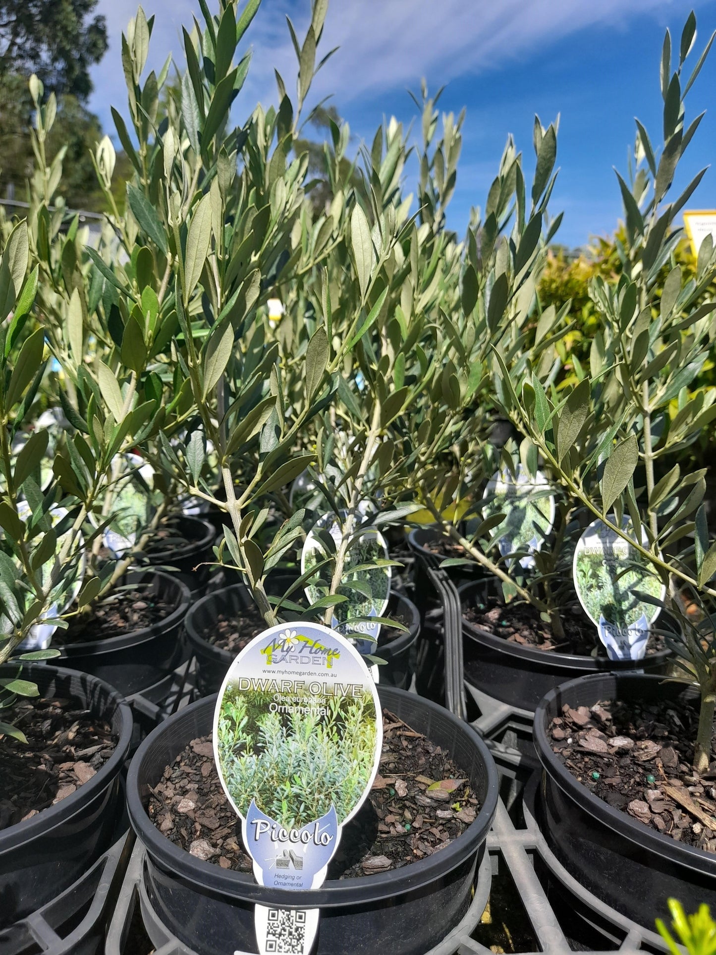 Dwarf Olive - Piccolo 'Olea europaea' 18cm