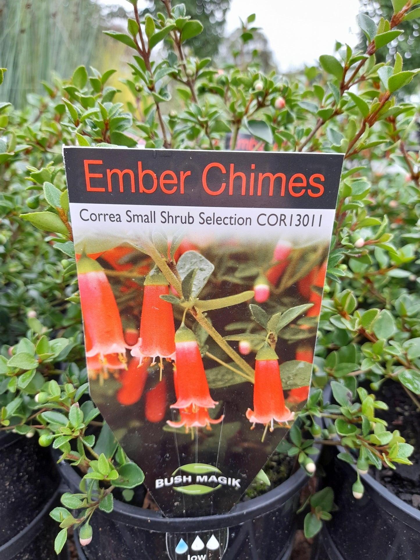 Correa 'Ember Chimes' 14cm