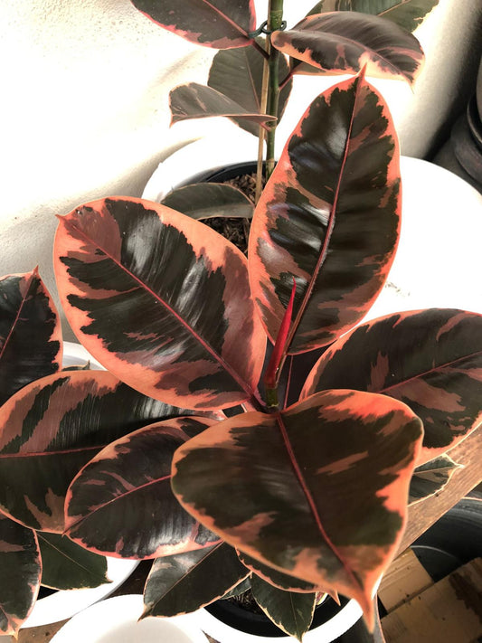 Ficus elastica 'Ruby' 25cm