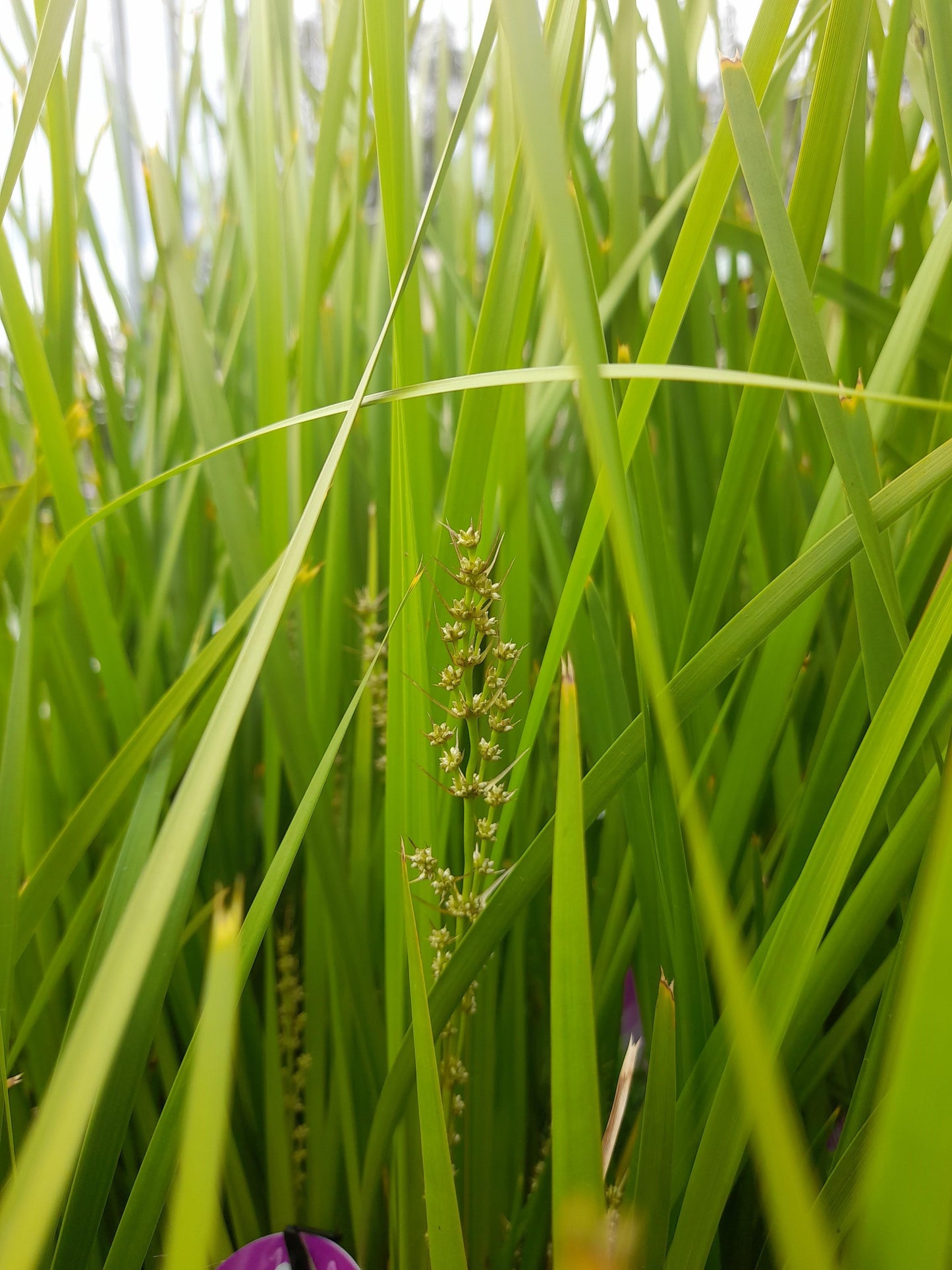 Lomandra longifolia 'Fine'n Dandy' 14cm