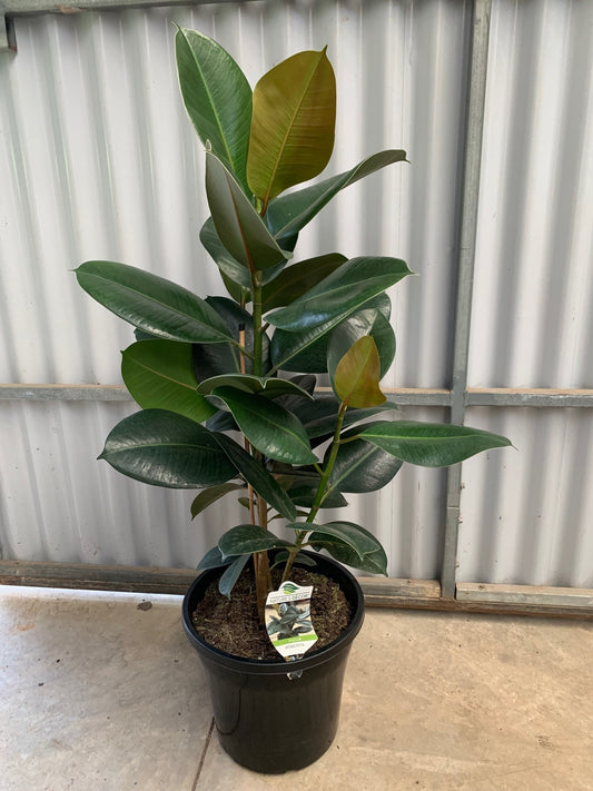 Ficus elastica 'Robusta' 20cm