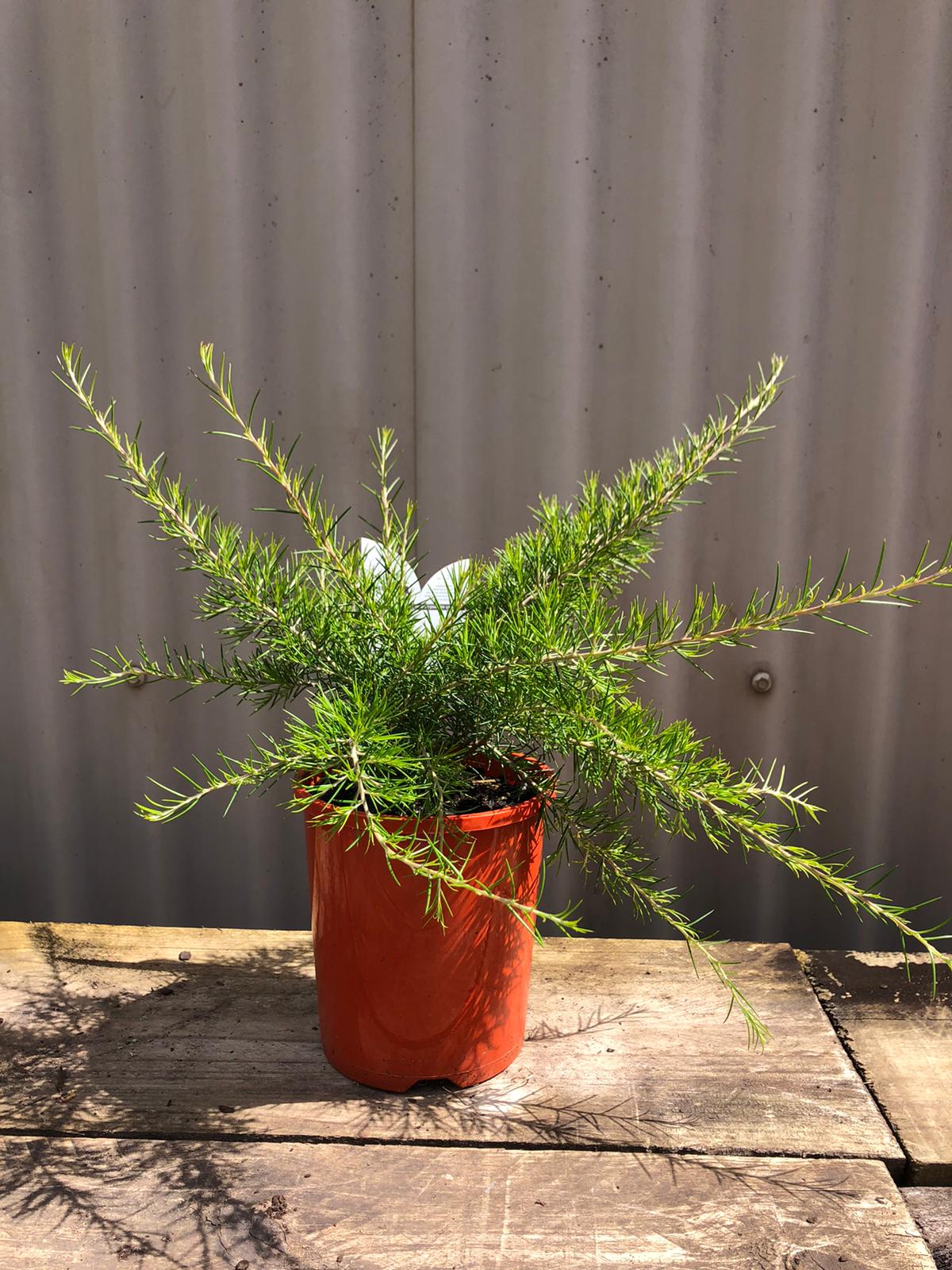 Grevillea rosmarinifolia 'Crimson Villea' 'PBR' 'H16' 14cm