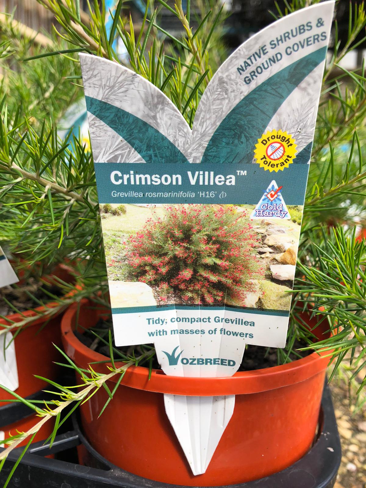 Grevillea rosmarinifolia 'Crimson Villea' 'PBR' 'H16' 14cm