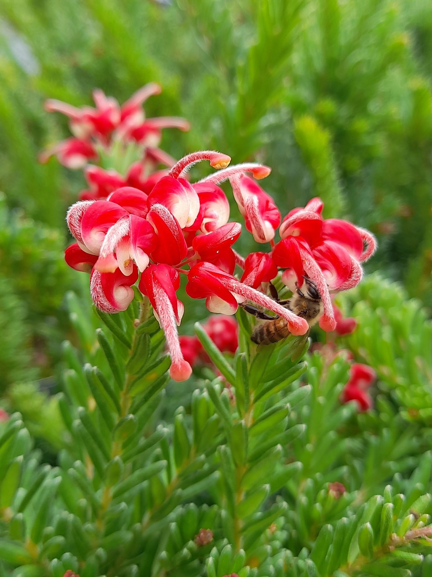 Grevillea 'Hot Lava' 14cm