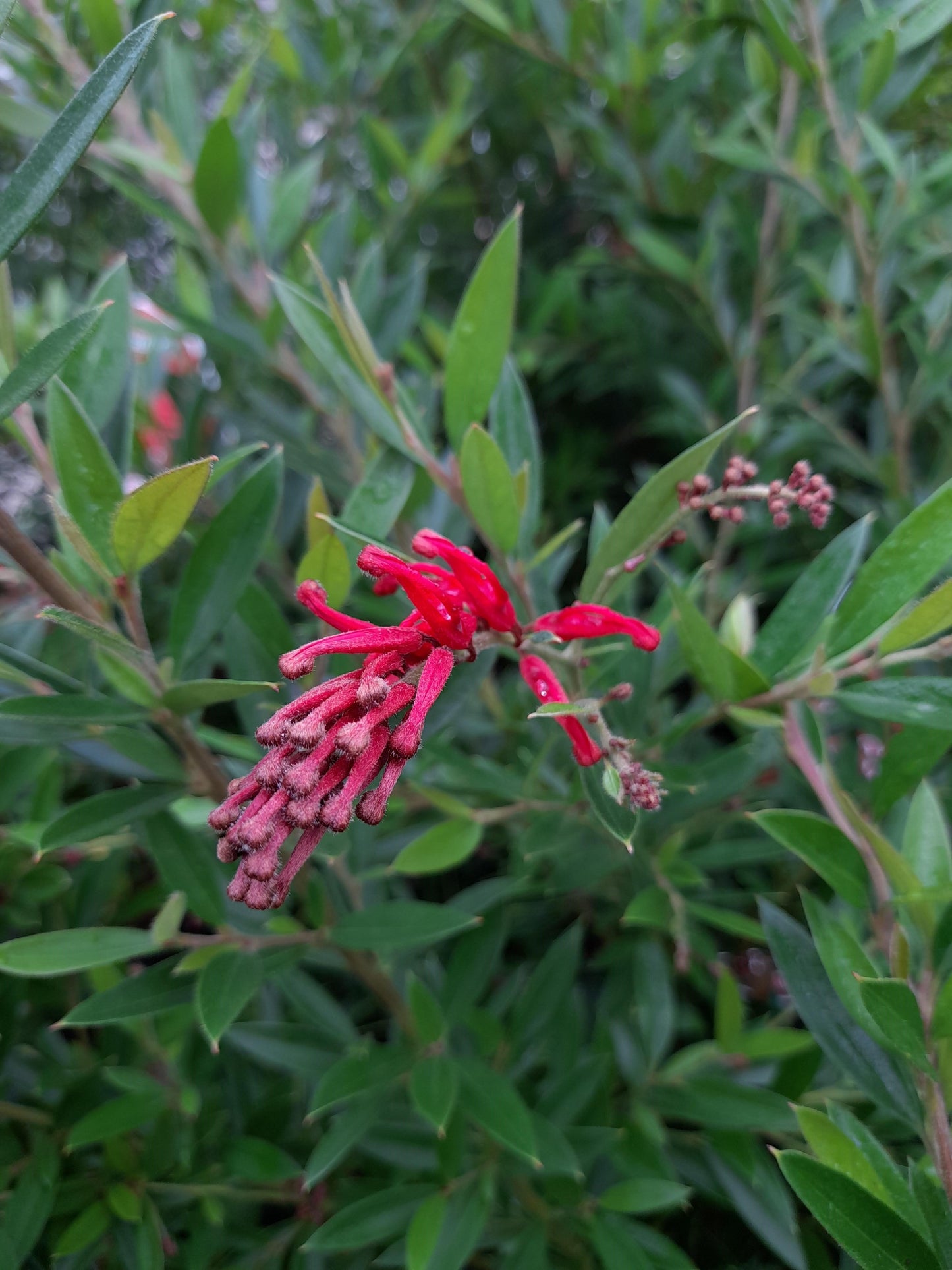 Grevillea 'Lady O' 'PBR' 20cm