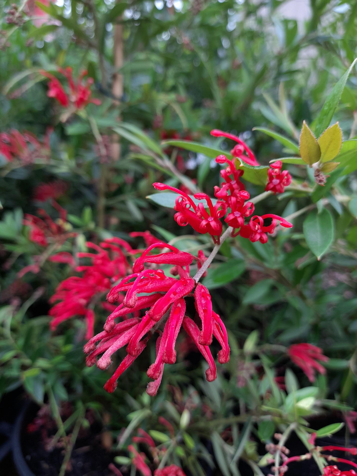 Grevillea 'Lady O' 'PBR' 20cm