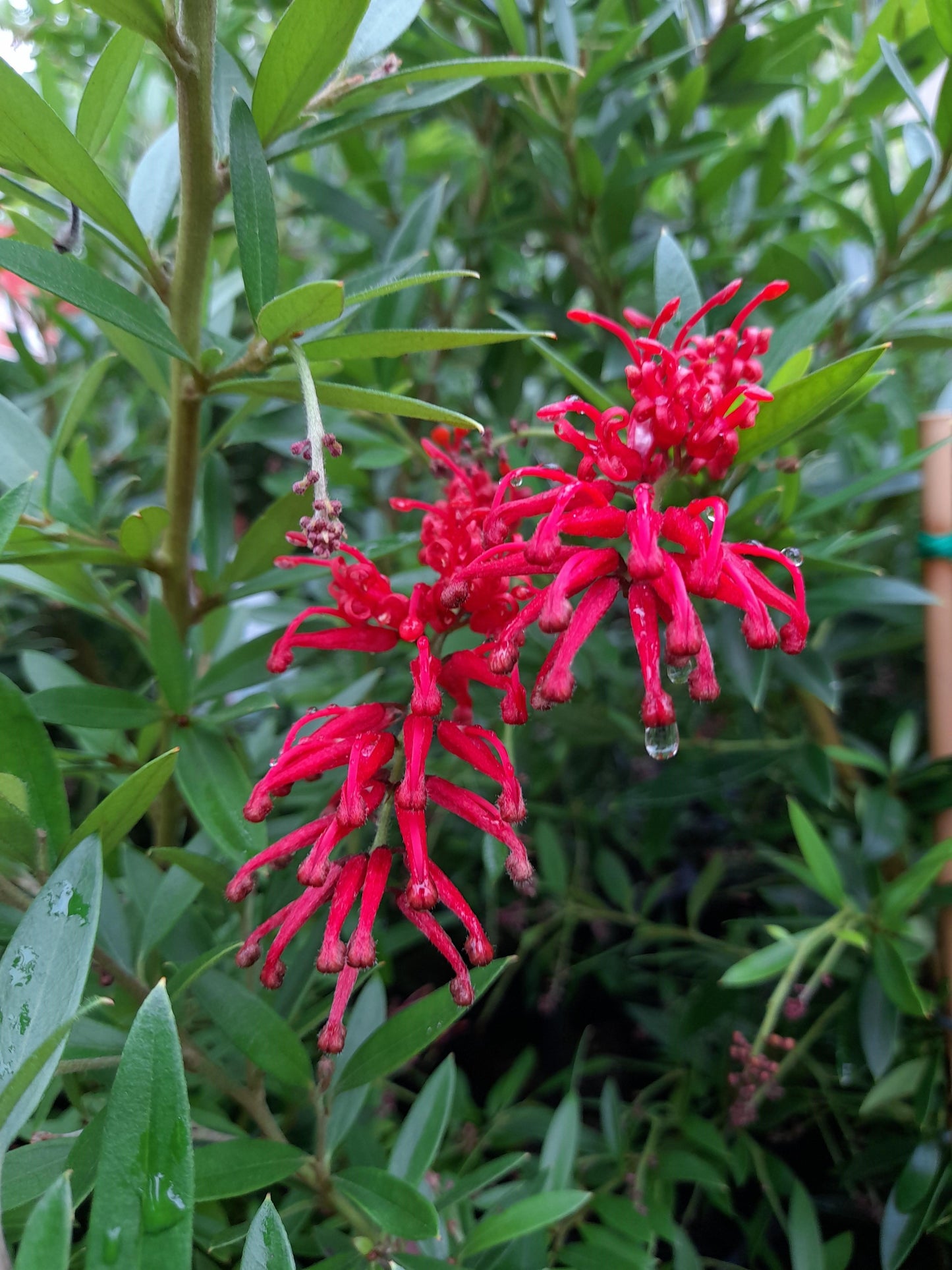 Grevillea 'Lady O' 'PBR' 20cm