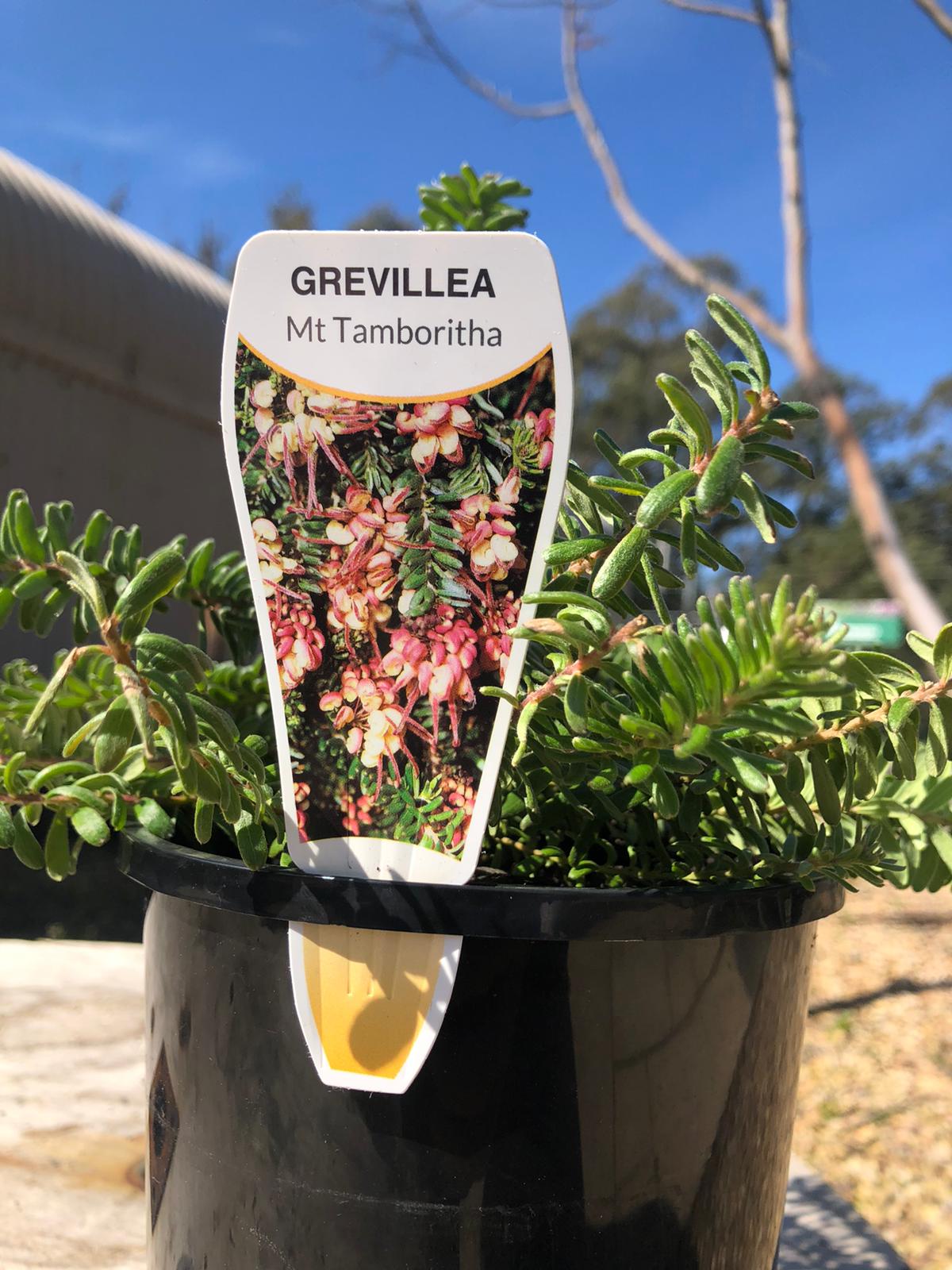 Grevillea 'Mt. Tamboritha' 14cm