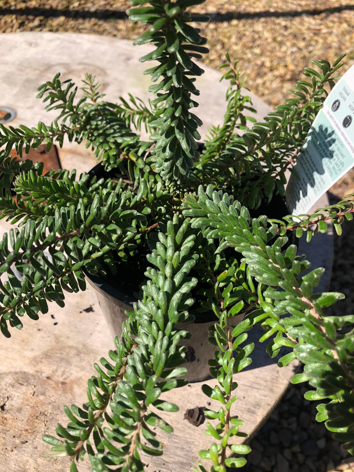 Grevillea 'Mt. Tamboritha' 14cm