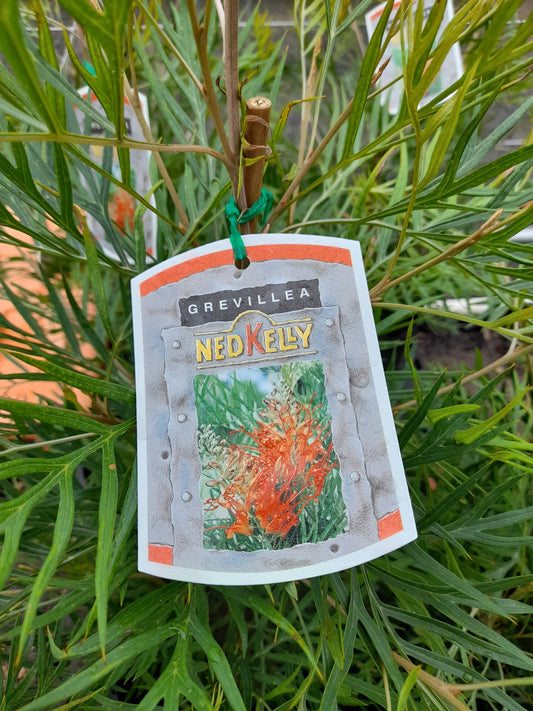 Grevillea 'Ned Kelly' 20cm