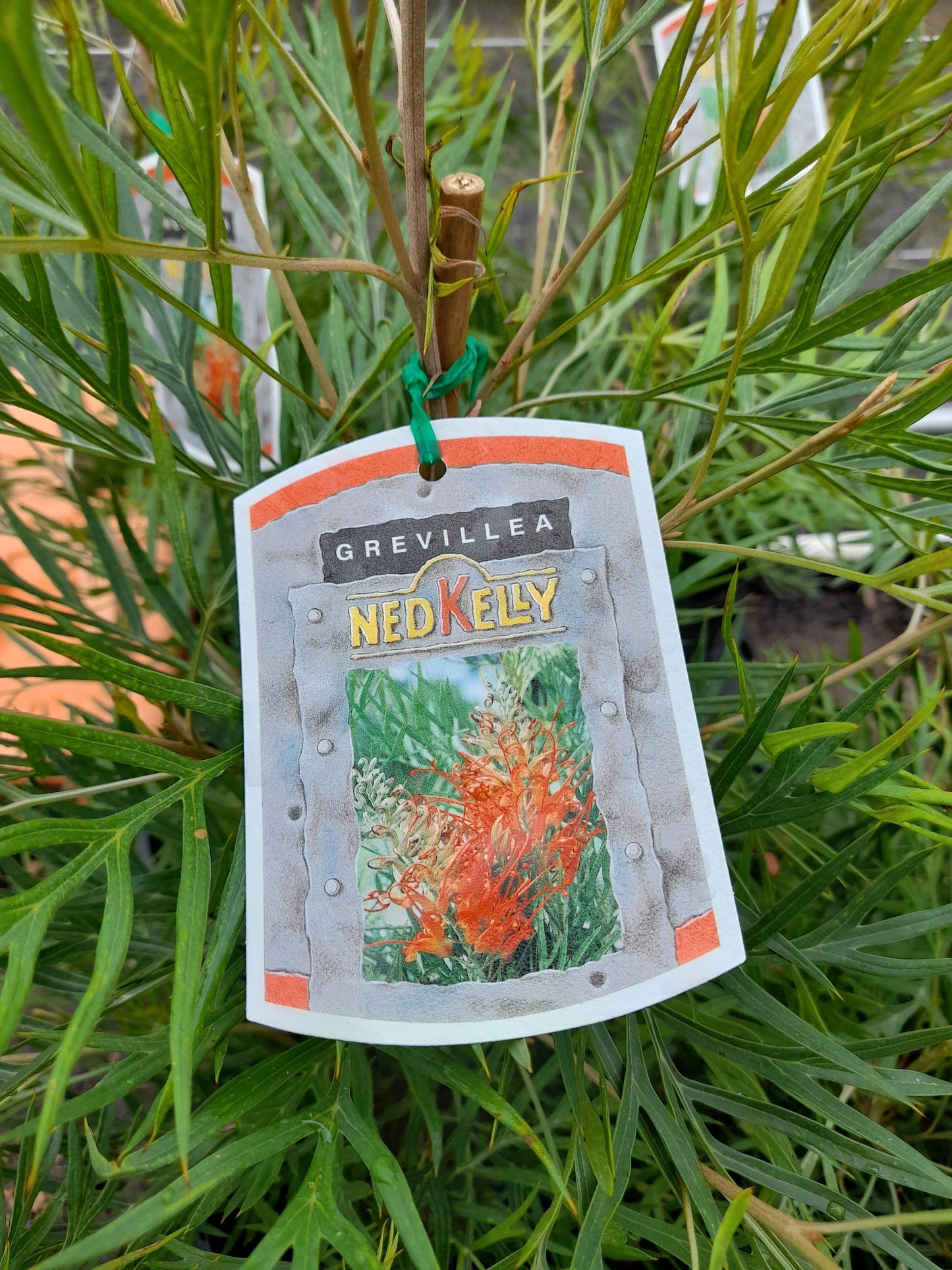 Grevillea 'Ned Kelly' 14cm